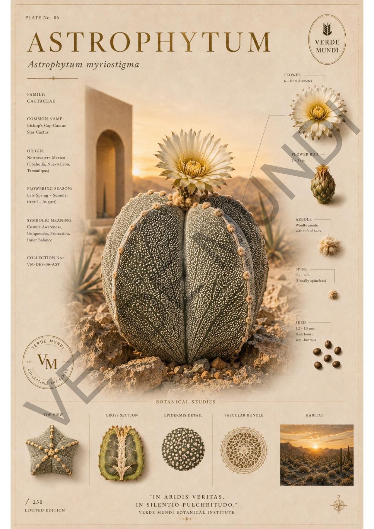 Astrophytum myriostigma - cactus