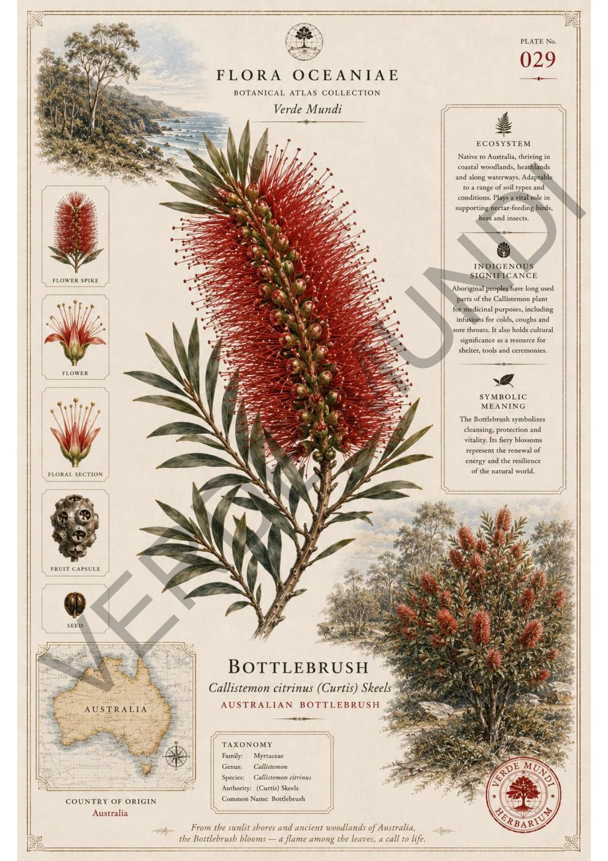 Collezione "Flora Oceanica"