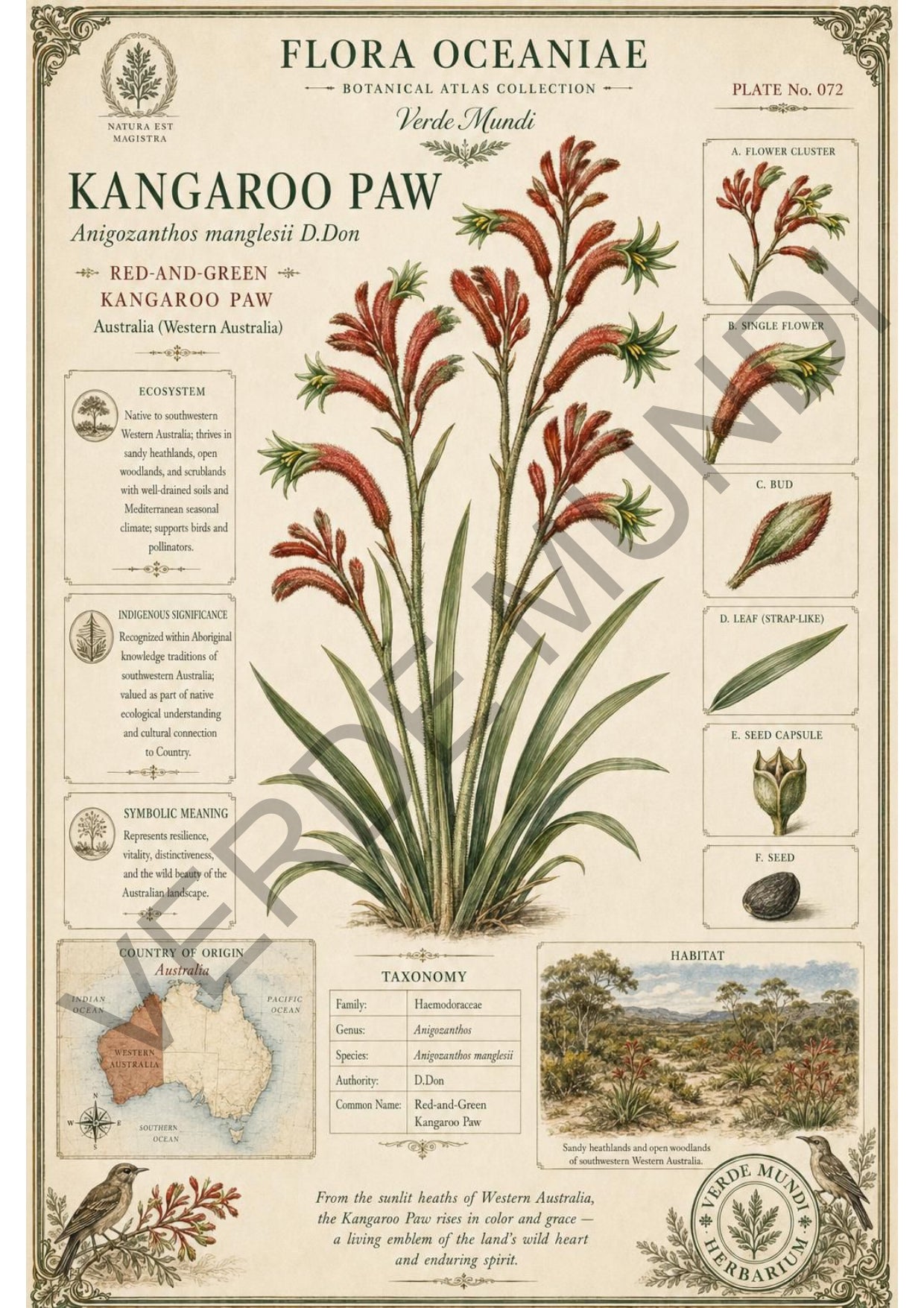Collezione "Flora Oceanica"