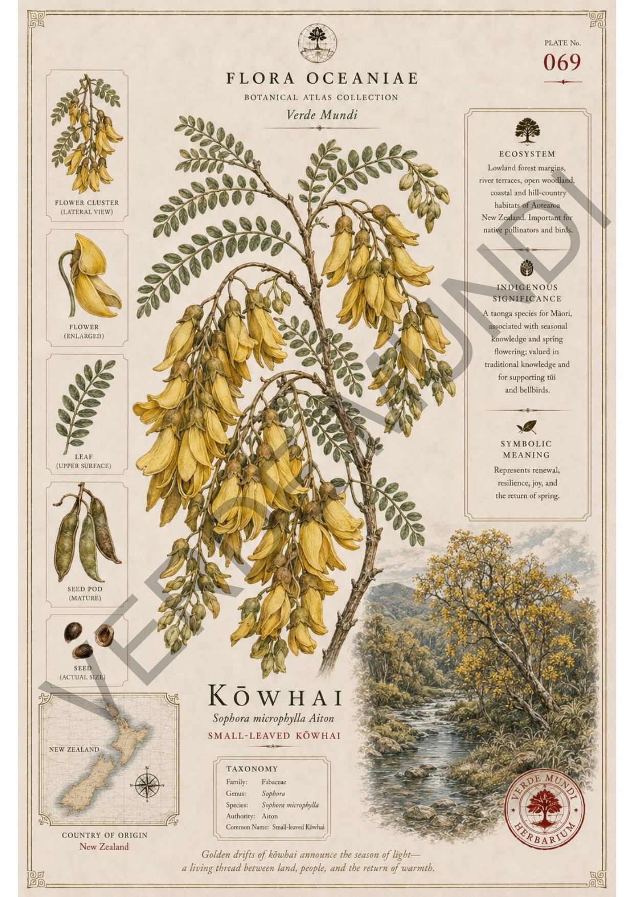 Collezione "Flora Oceanica"