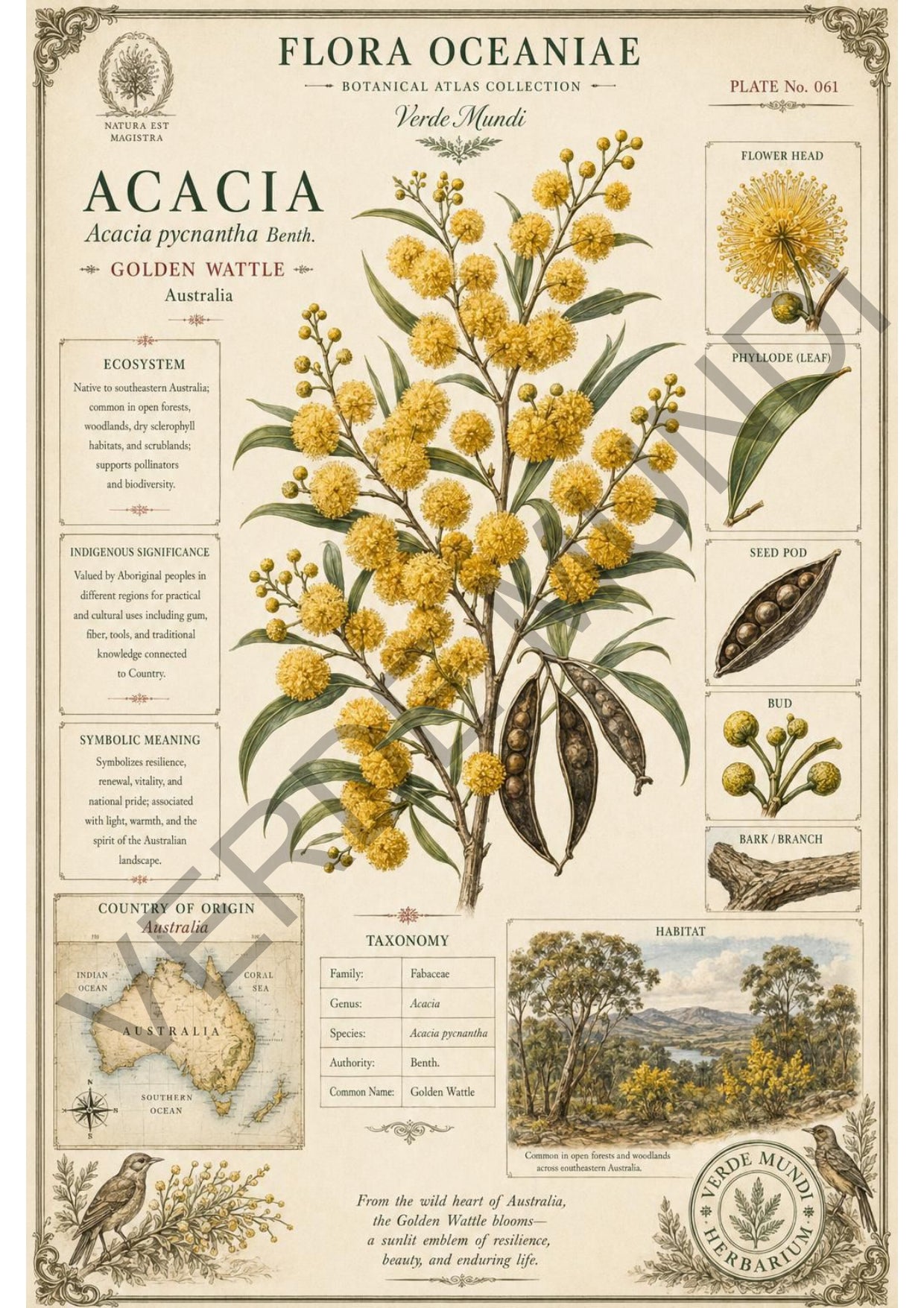Collezione "Flora Oceanica"