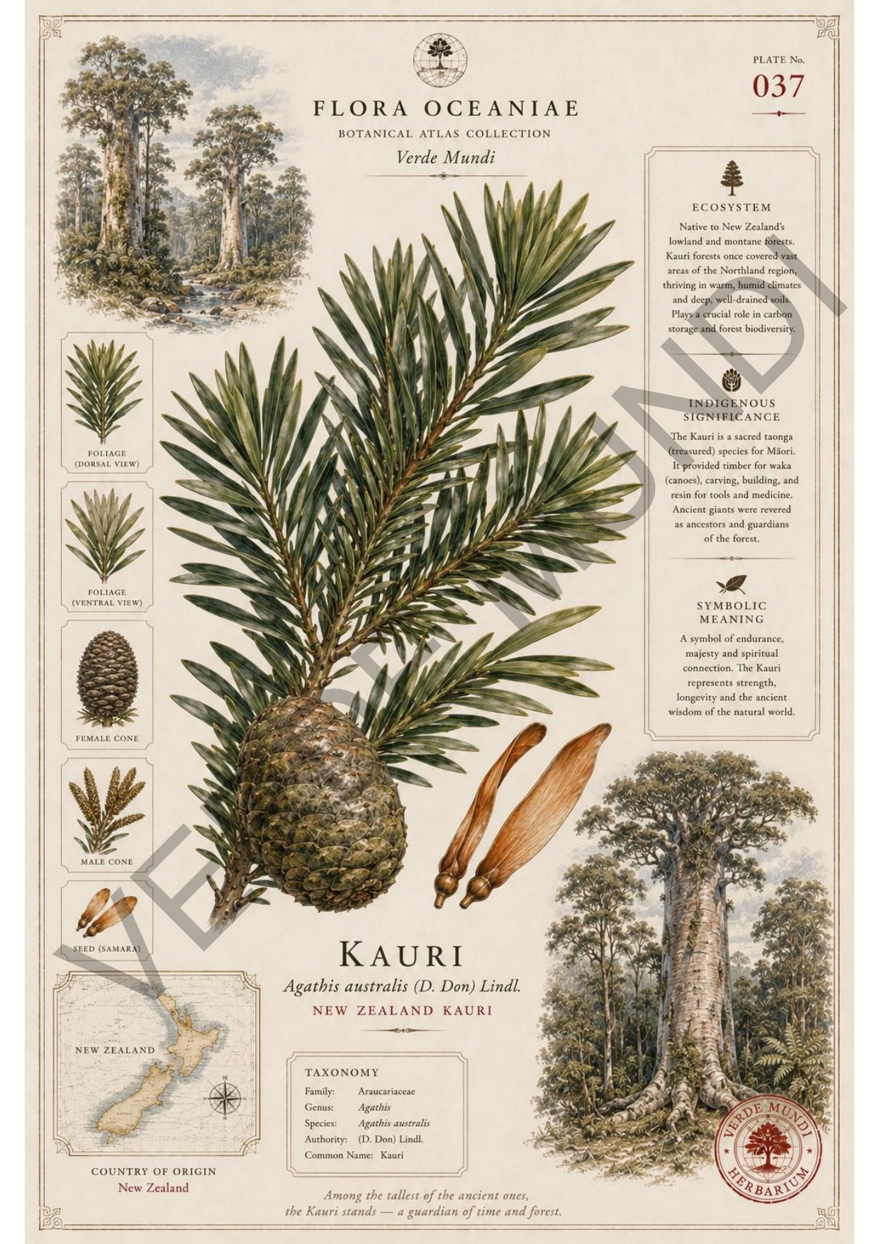 Collezione "Flora Oceanica"