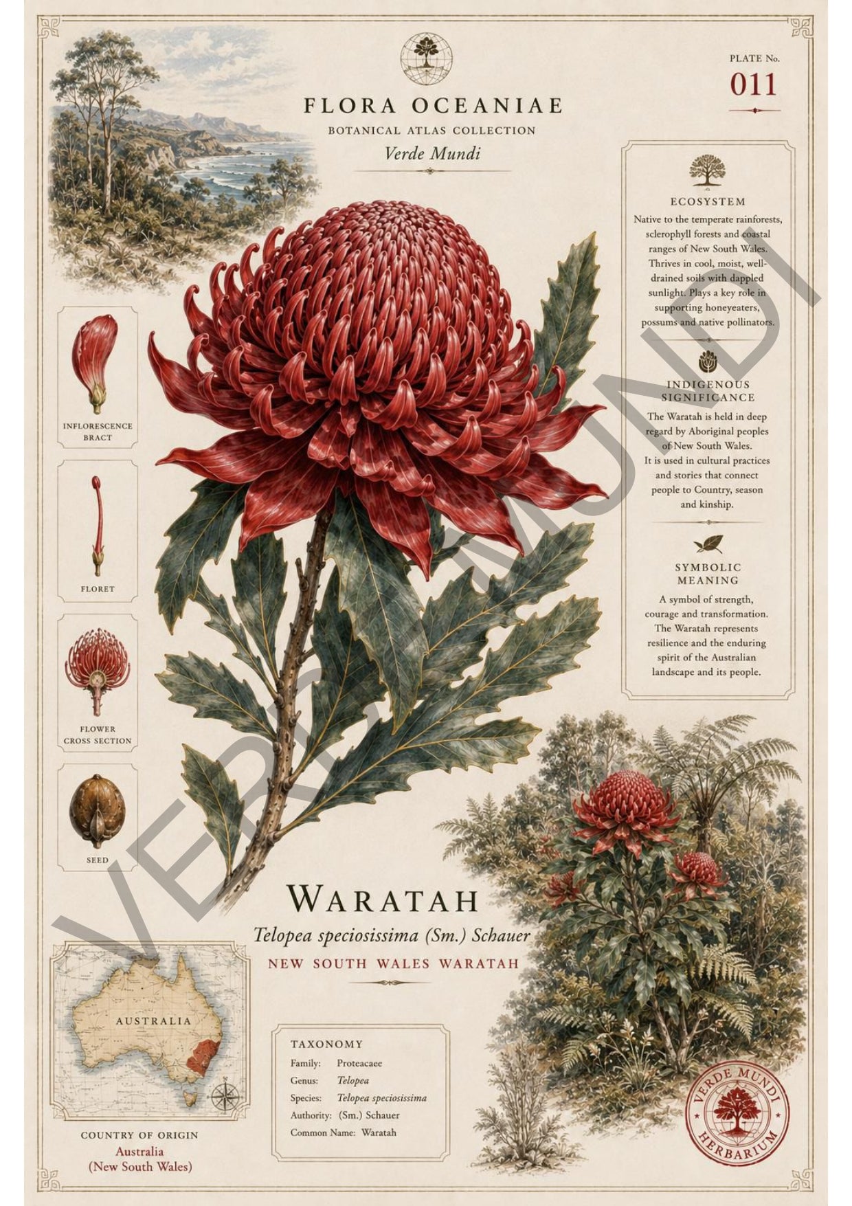 Collezione "Flora Oceanica"