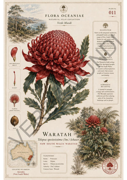Collezione "Flora Oceanica"