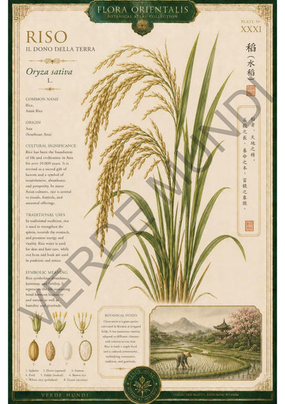 Collezione "Flora orientale"