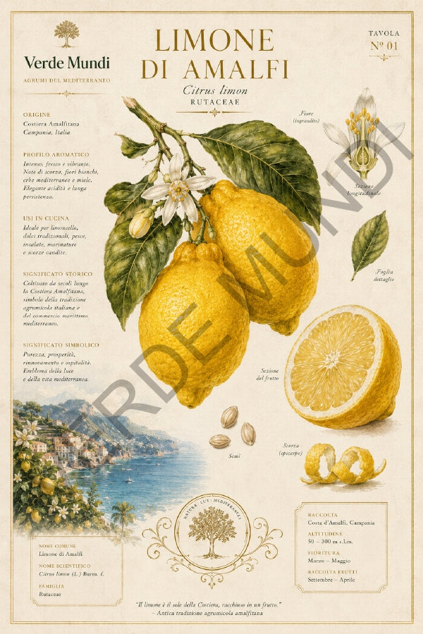 Raccolta "Agrumi del Mediterraneo"