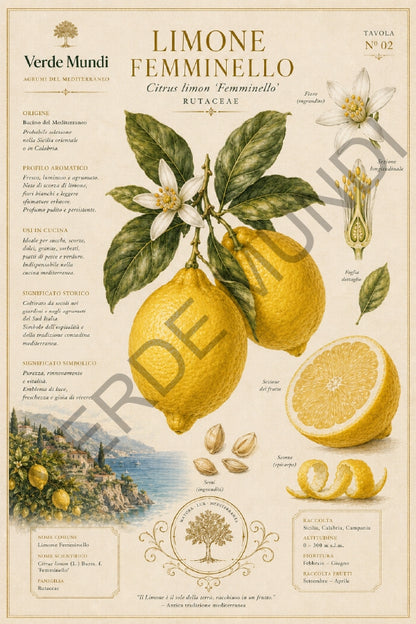 Raccolta "Agrumi del Mediterraneo"