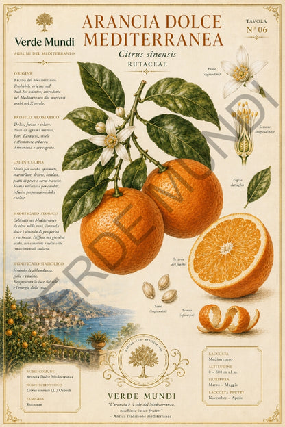 Raccolta "Agrumi del Mediterraneo"