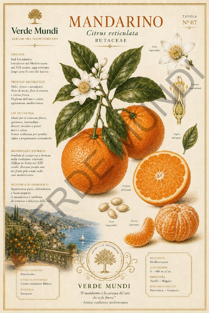 Raccolta "Agrumi del Mediterraneo"