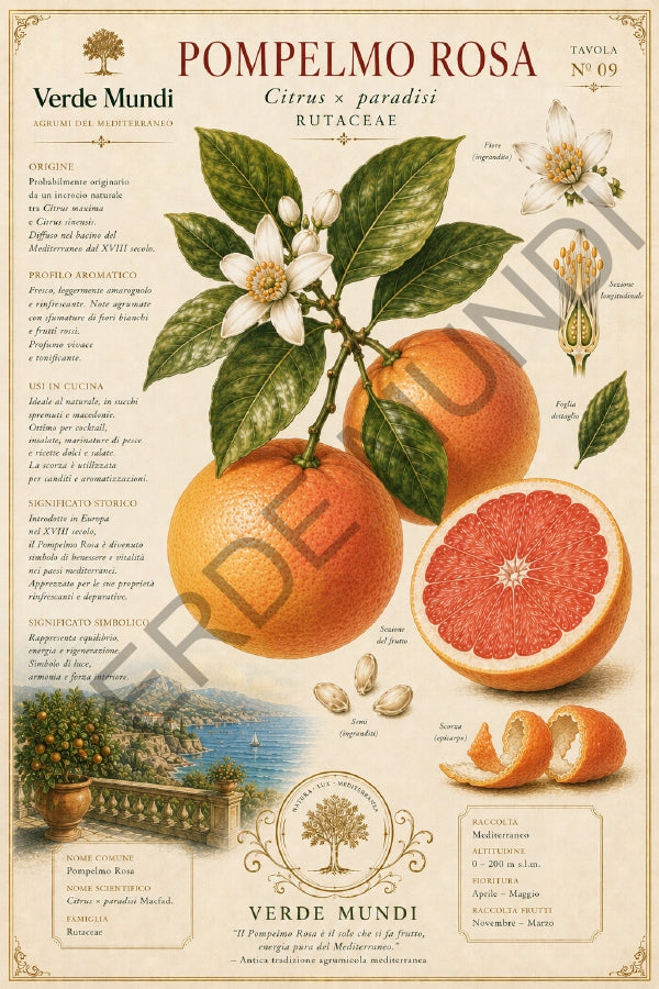 Raccolta "Agrumi del Mediterraneo"