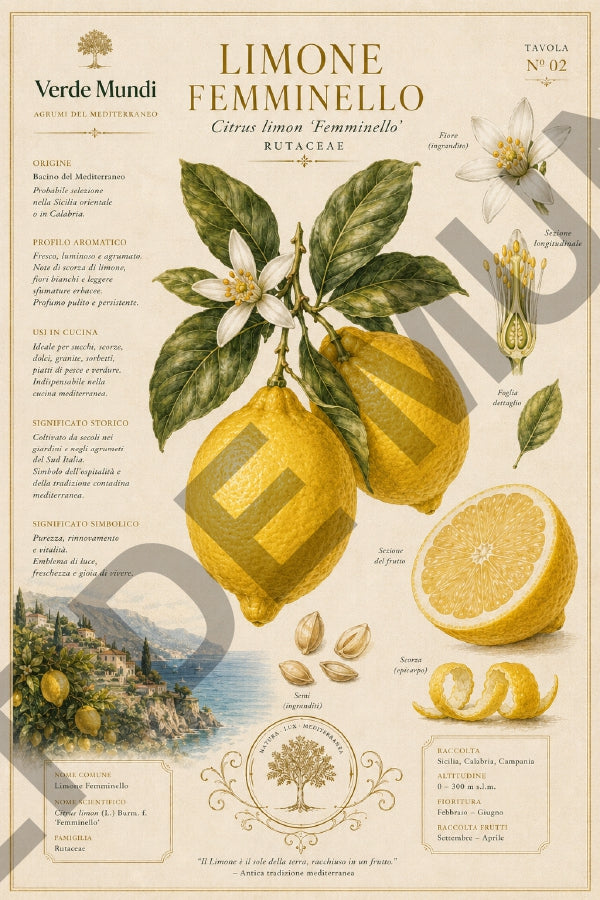 Agrumi del Mediterraneo – Mediterranean Citrus Botanical Atlas | Digital Botanical Prints