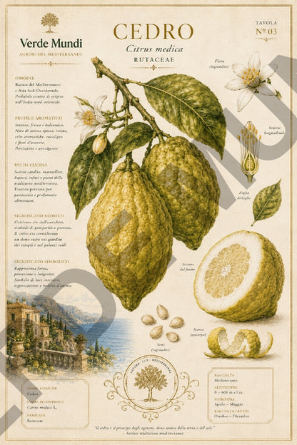 Agrumi del Mediterraneo – Mediterranean Citrus Botanical Atlas | Digital Botanical Prints