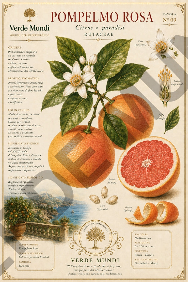 Agrumi del Mediterraneo – Mediterranean Citrus Botanical Atlas | Digital Botanical Prints