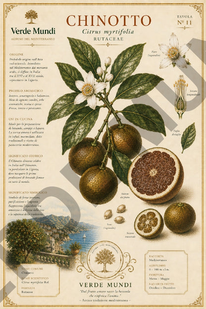 Agrumi del Mediterraneo – Mediterranean Citrus Botanical Atlas | Digital Botanical Prints