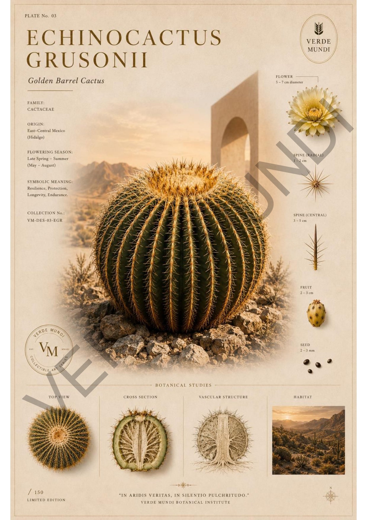 "Raccolta Xerophyta (cactus)