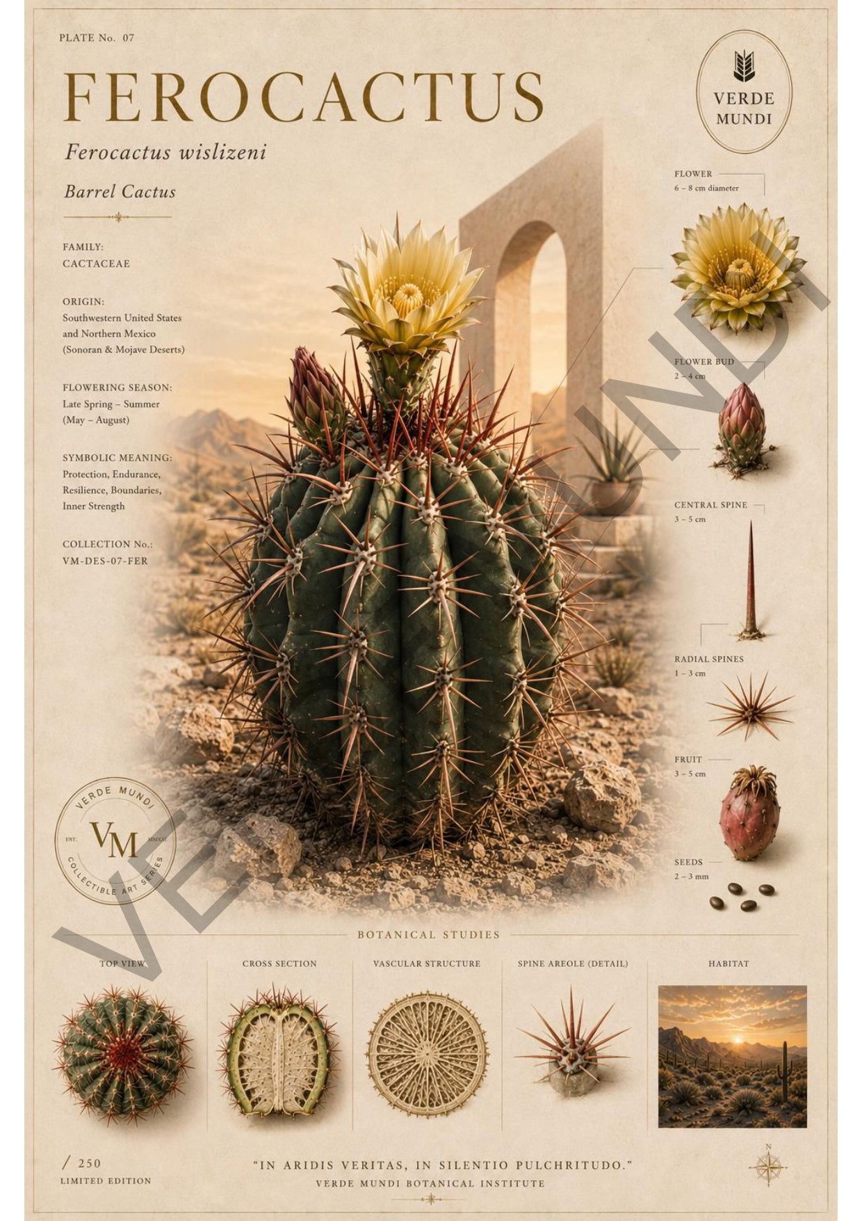Ferocactus wislizeni - cactu