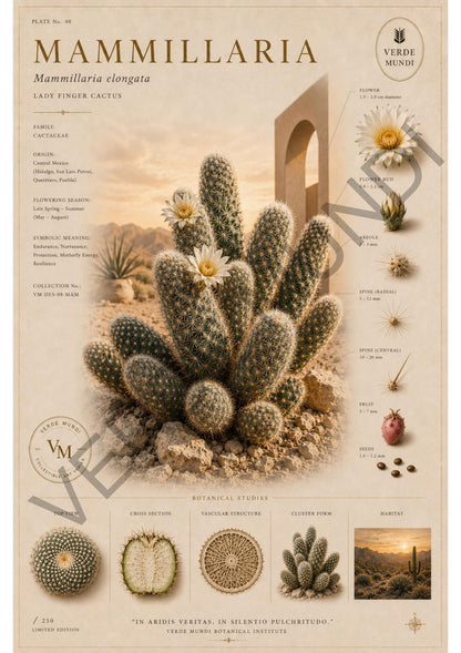 "Raccolta Xerophyta (cactus)