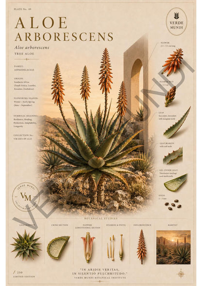 "Raccolta Xerophyta (cactus)