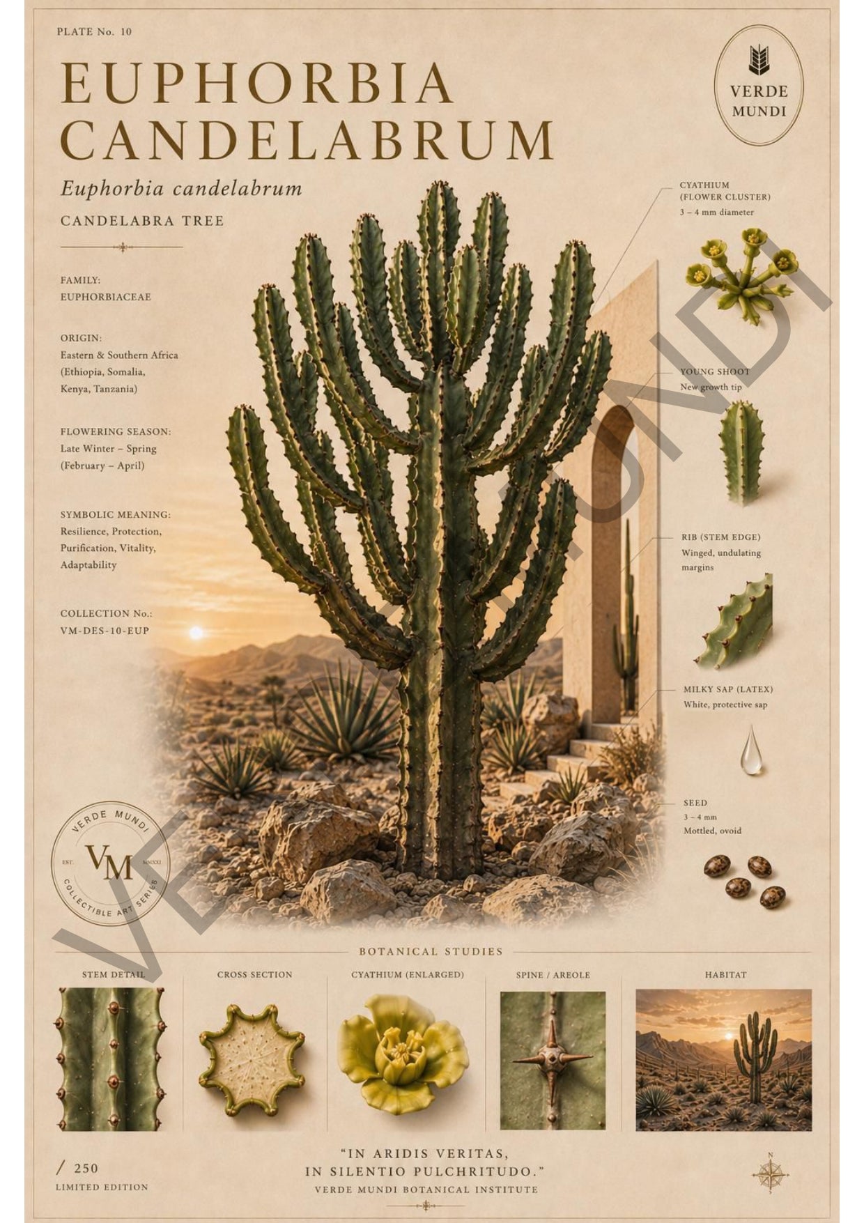 Euphorbia candelabrum-cactus