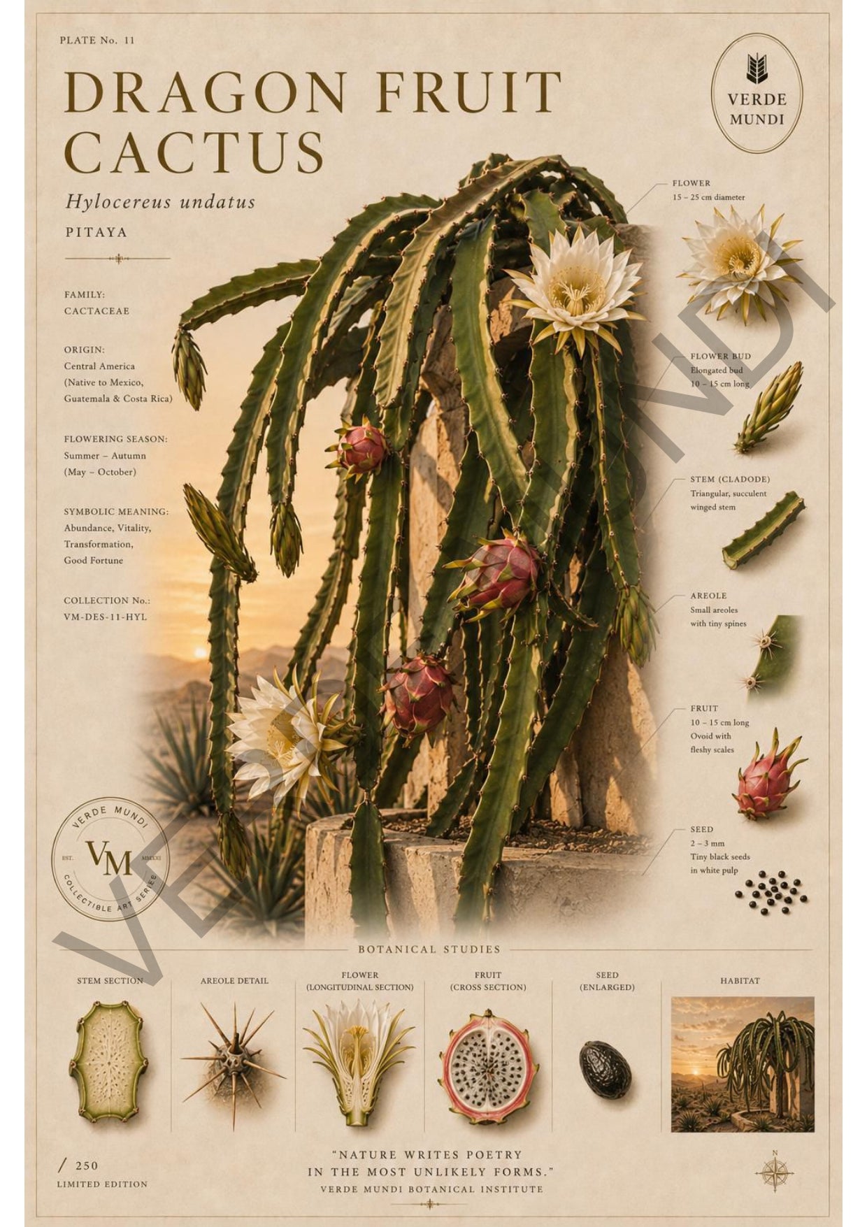 Dragon Fruit - Cactus