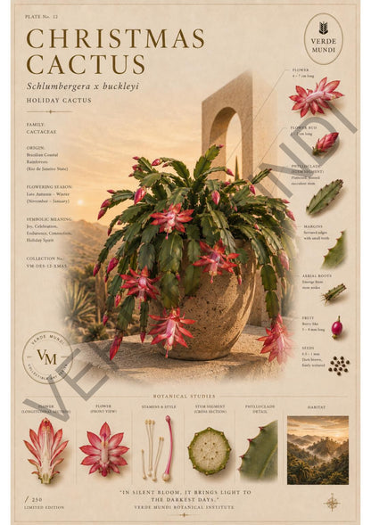 "Raccolta Xerophyta (cactus)
