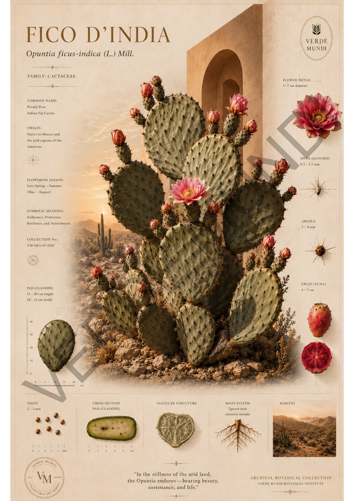 Fico d’India -cactus